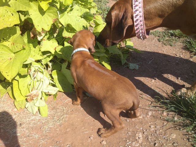 River Run Ridgebacks media 2