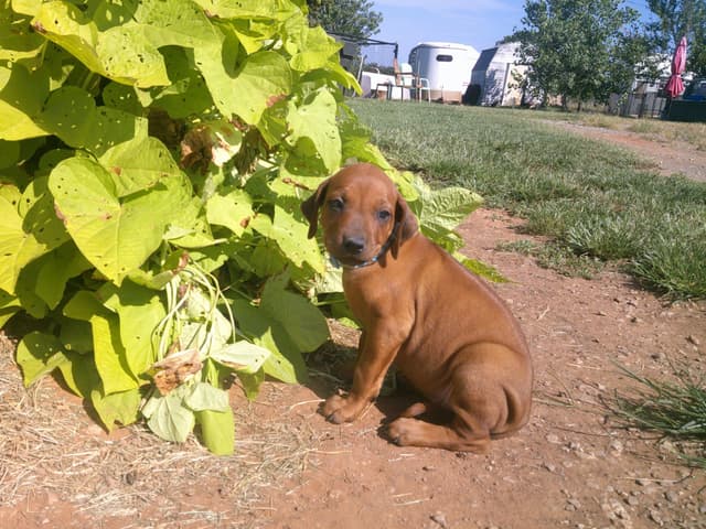River Run Ridgebacks media 3