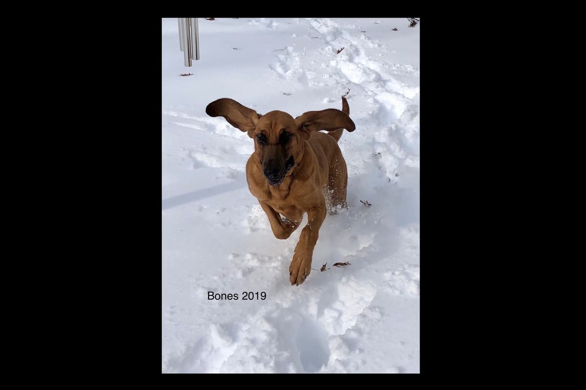 Australian Cattle Dog Puppies breeder image 5