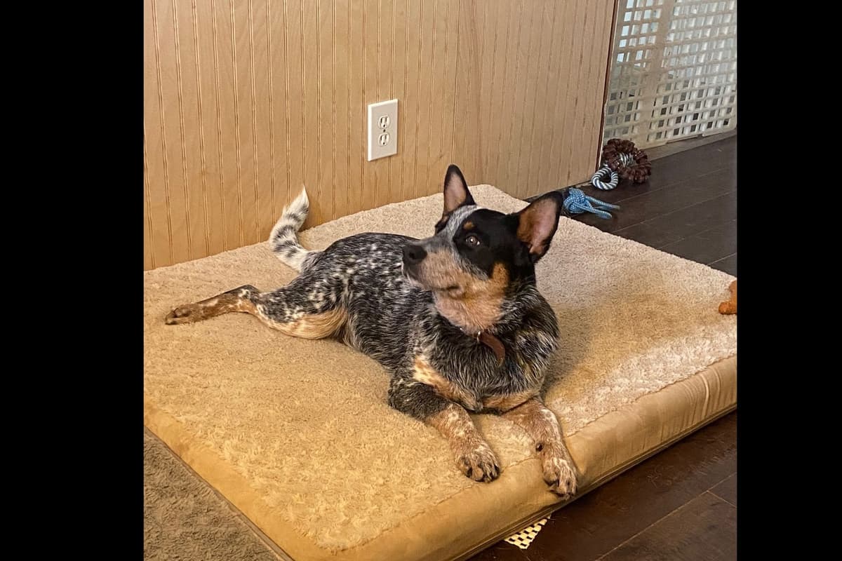 Australian Cattle Dog Puppies breeder image 6