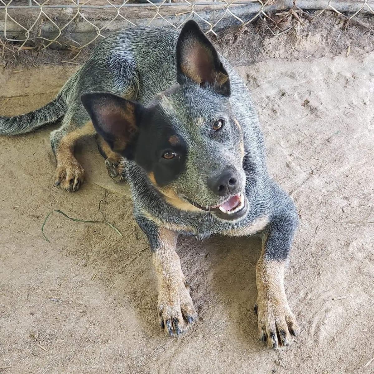 Australian Cattle Dog Puppies breeder image 7