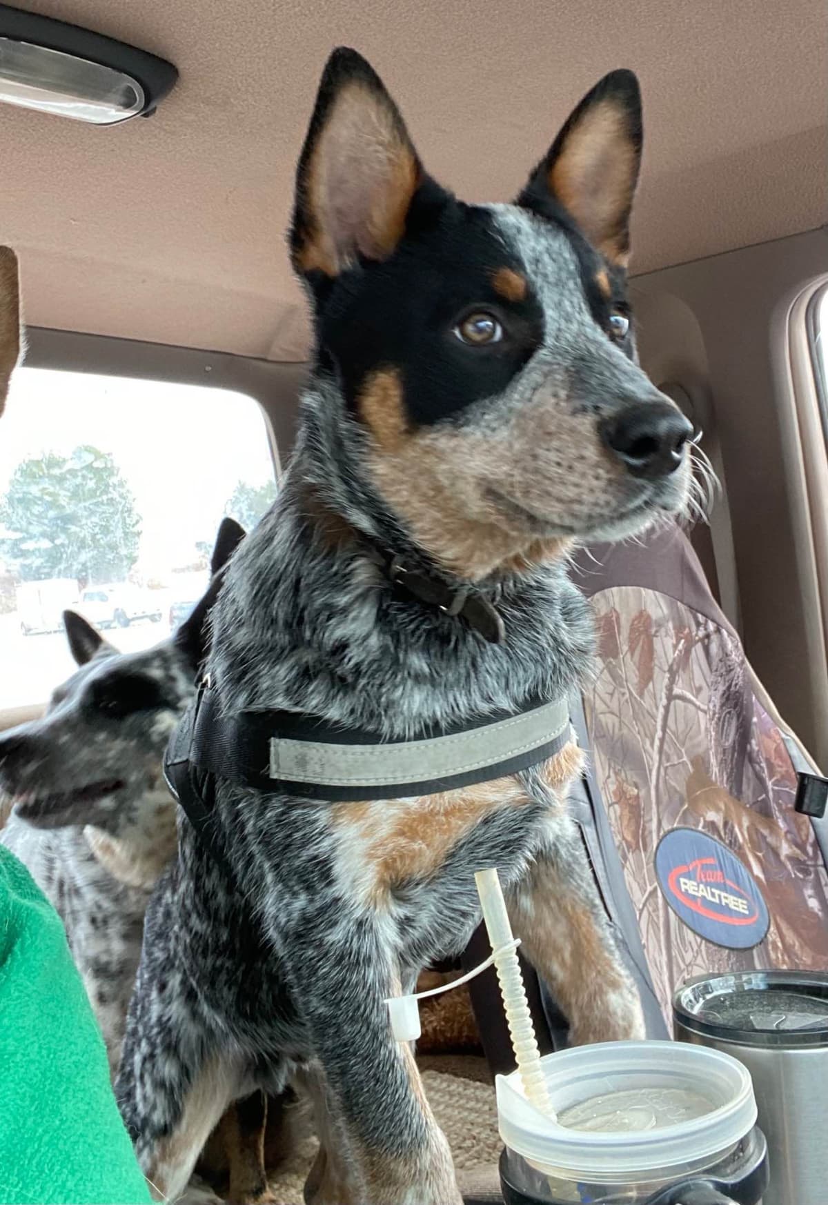 Australian Cattle Dog Puppies breeder image 9