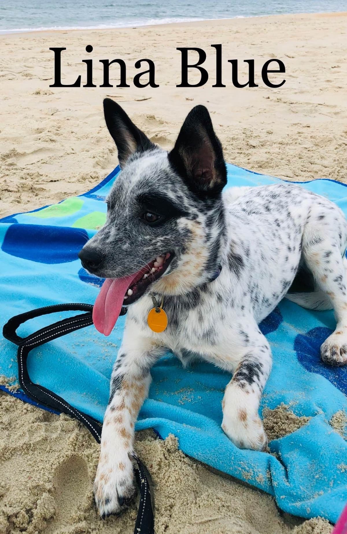Australian Cattle Dog Puppies breeder image 11