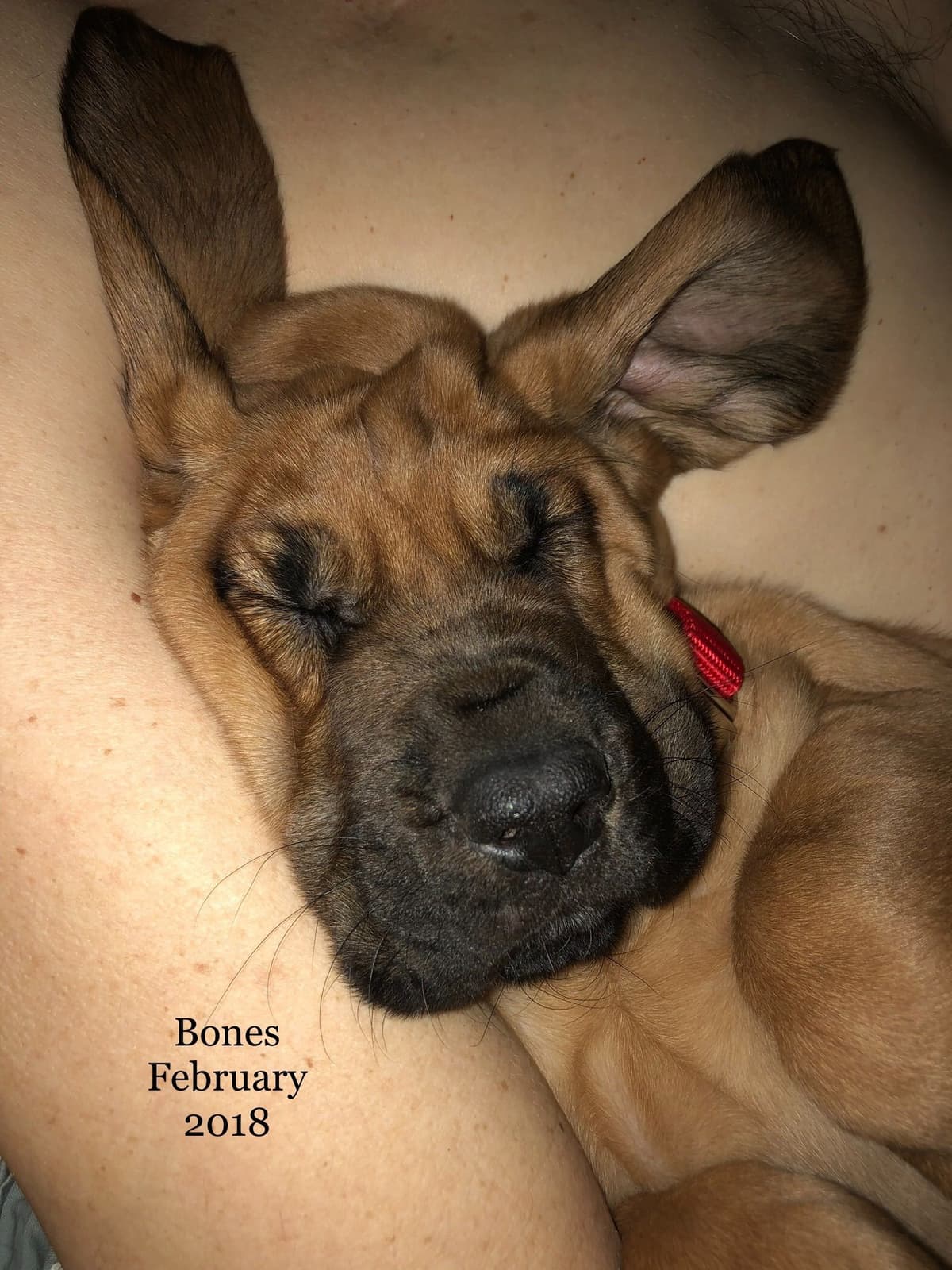 Australian Cattle Dog Puppies breeder image 12