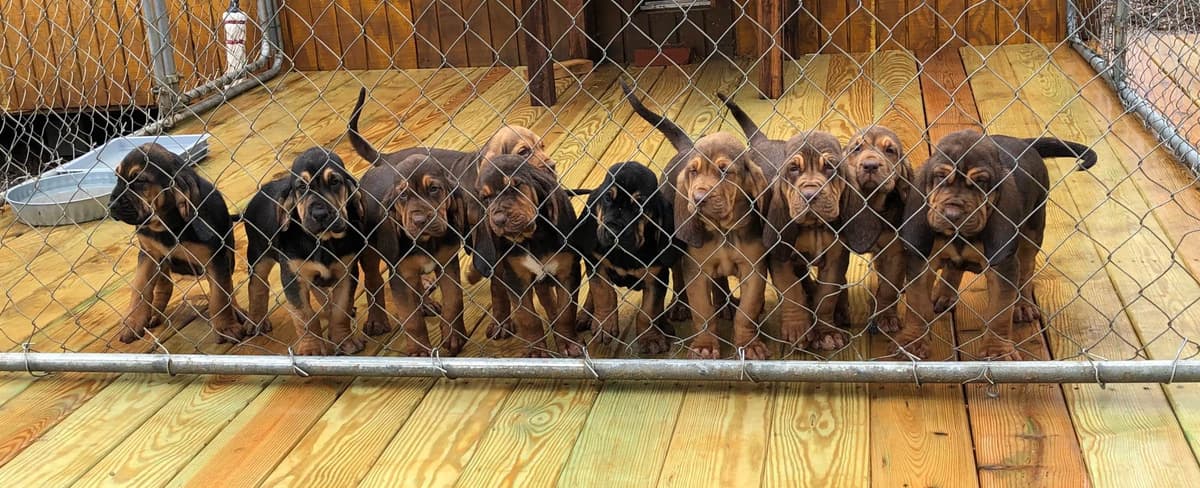 Australian Cattle Dog Puppies breeder image 13