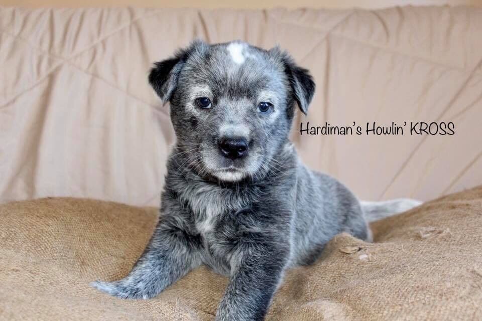 Australian Cattle Dog Puppies breeder image 15