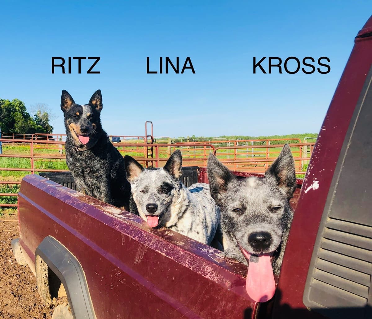 Australian Cattle Dog Puppies breeder image 17