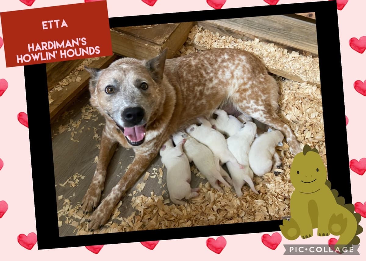 Australian Cattle Dog Puppies breeder image 18