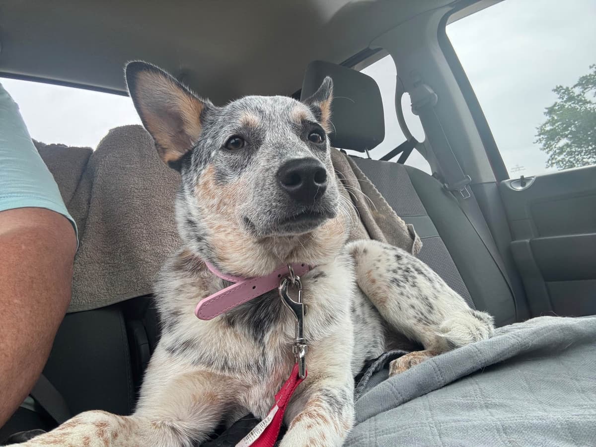 Australian Cattle Dog Puppies breeder image 21