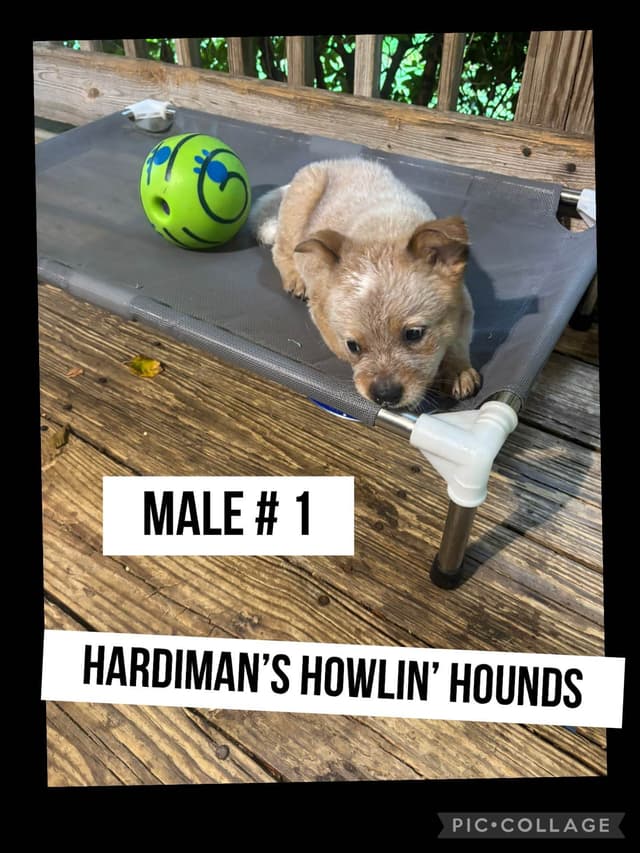 Australian Cattle Dog Puppies media 2