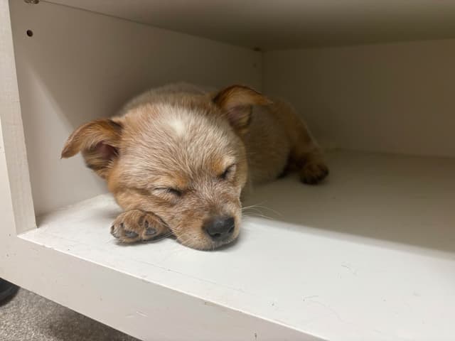 Australian Cattle Dog Puppies media 4