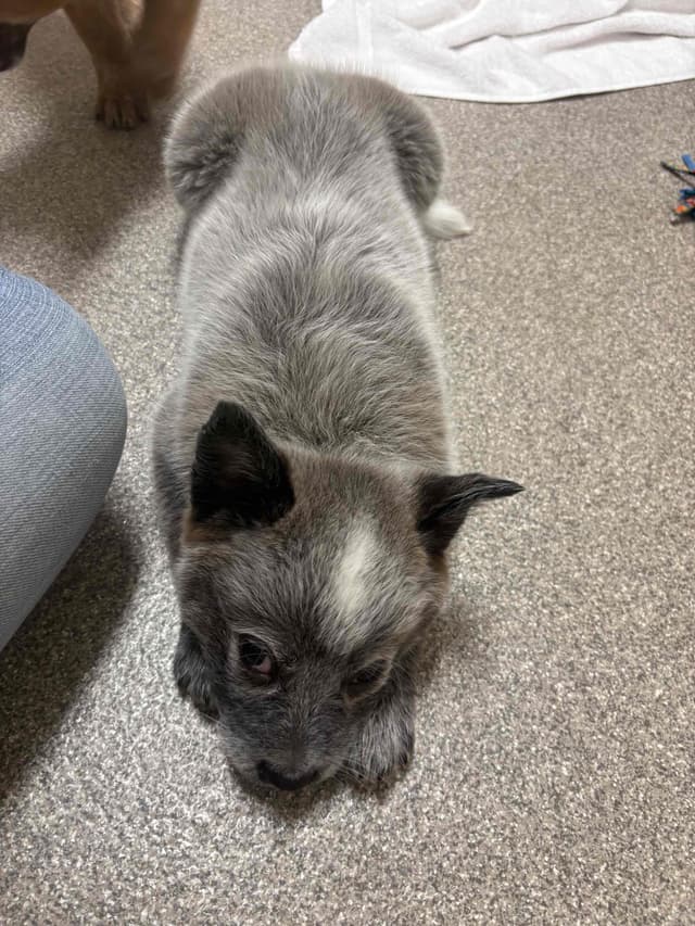 Australian Cattle Dog Puppies media 5
