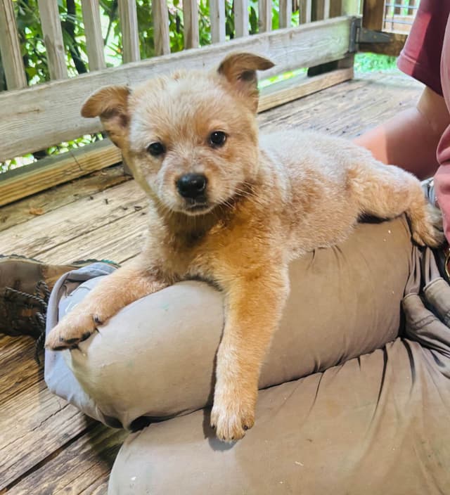 Australian Cattle Dog Puppies media 6
