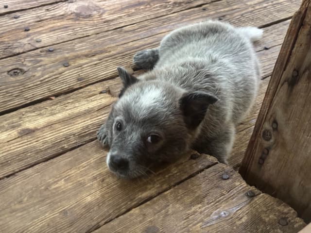Australian Cattle Dog Puppies media 8