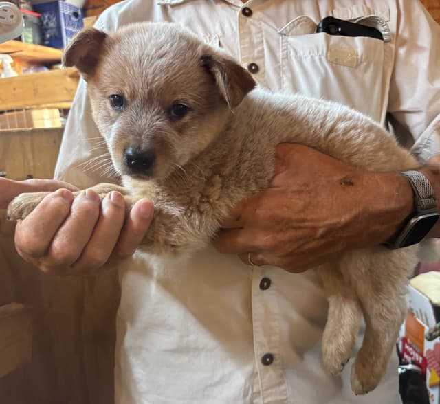 Australian Cattle Dog Puppies media 11