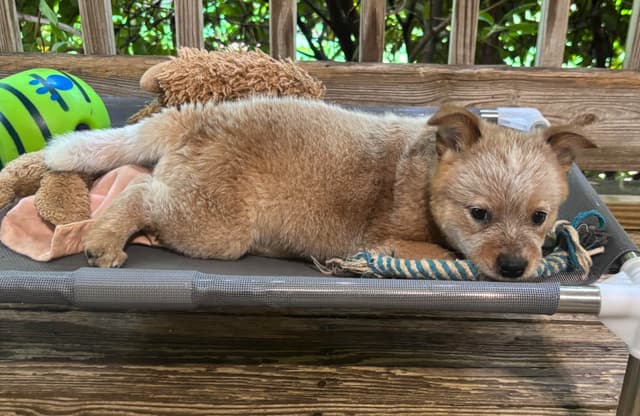 Australian Cattle Dog Puppies media 7