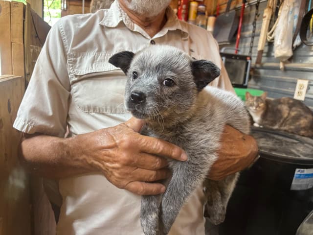 Australian Cattle Dog Puppies media 9