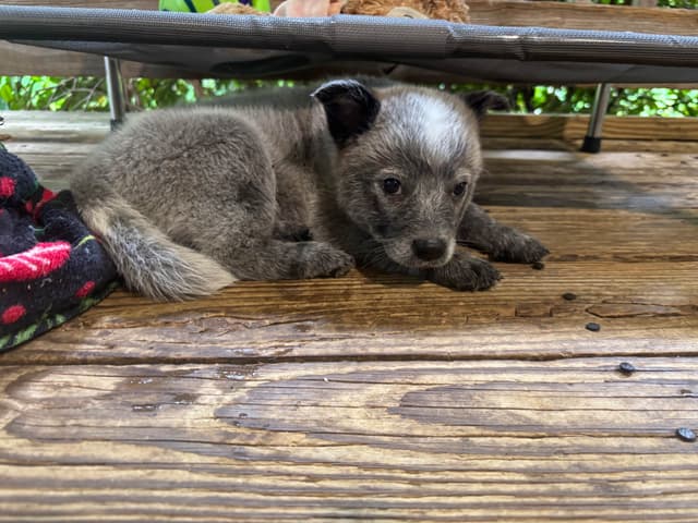 Australian Cattle Dog Puppies media 10