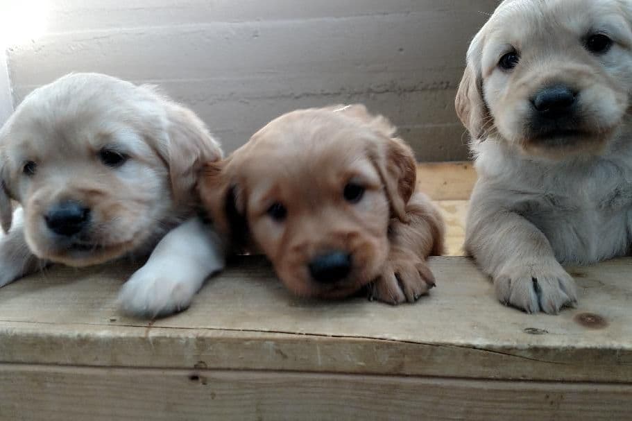 Male Golden Retriever Puppy breeder image 9