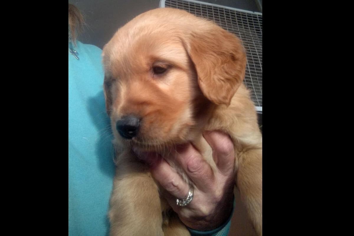 Male Golden Retriever Puppy breeder image 12