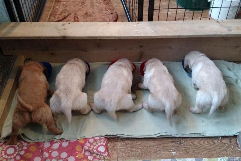 Male Golden Retriever Puppy breeder image 10