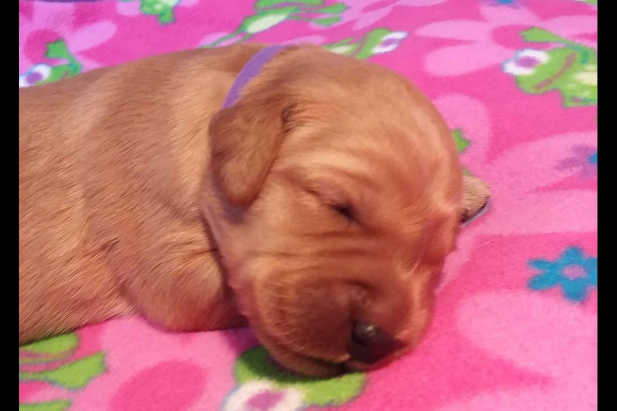 Male Golden Retriever Puppy breeder image 13