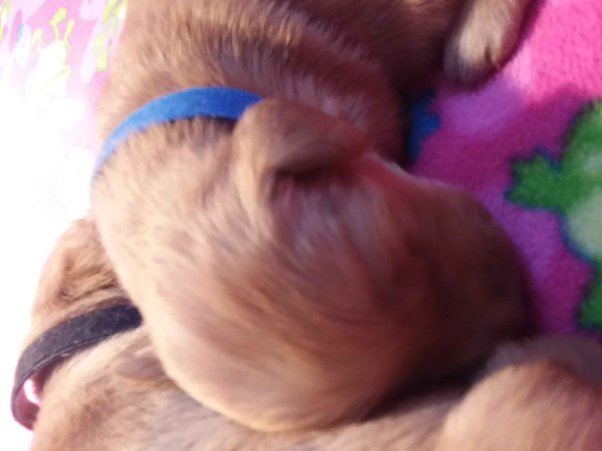 Male Golden Retriever Puppy breeder image 14