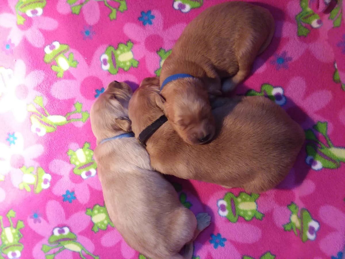 Male Golden Retriever Puppy breeder image 8