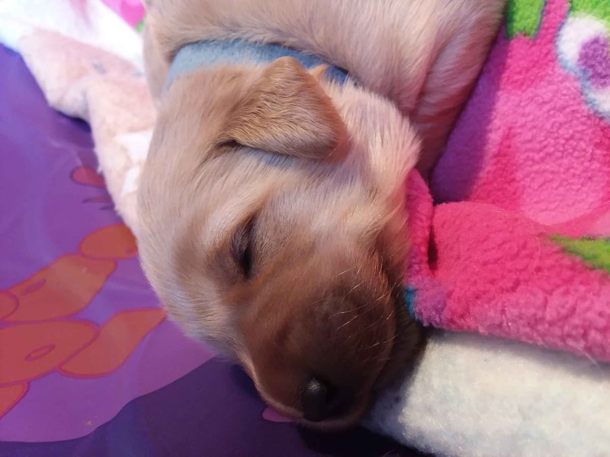 Male Golden Retriever Puppy breeder image 15