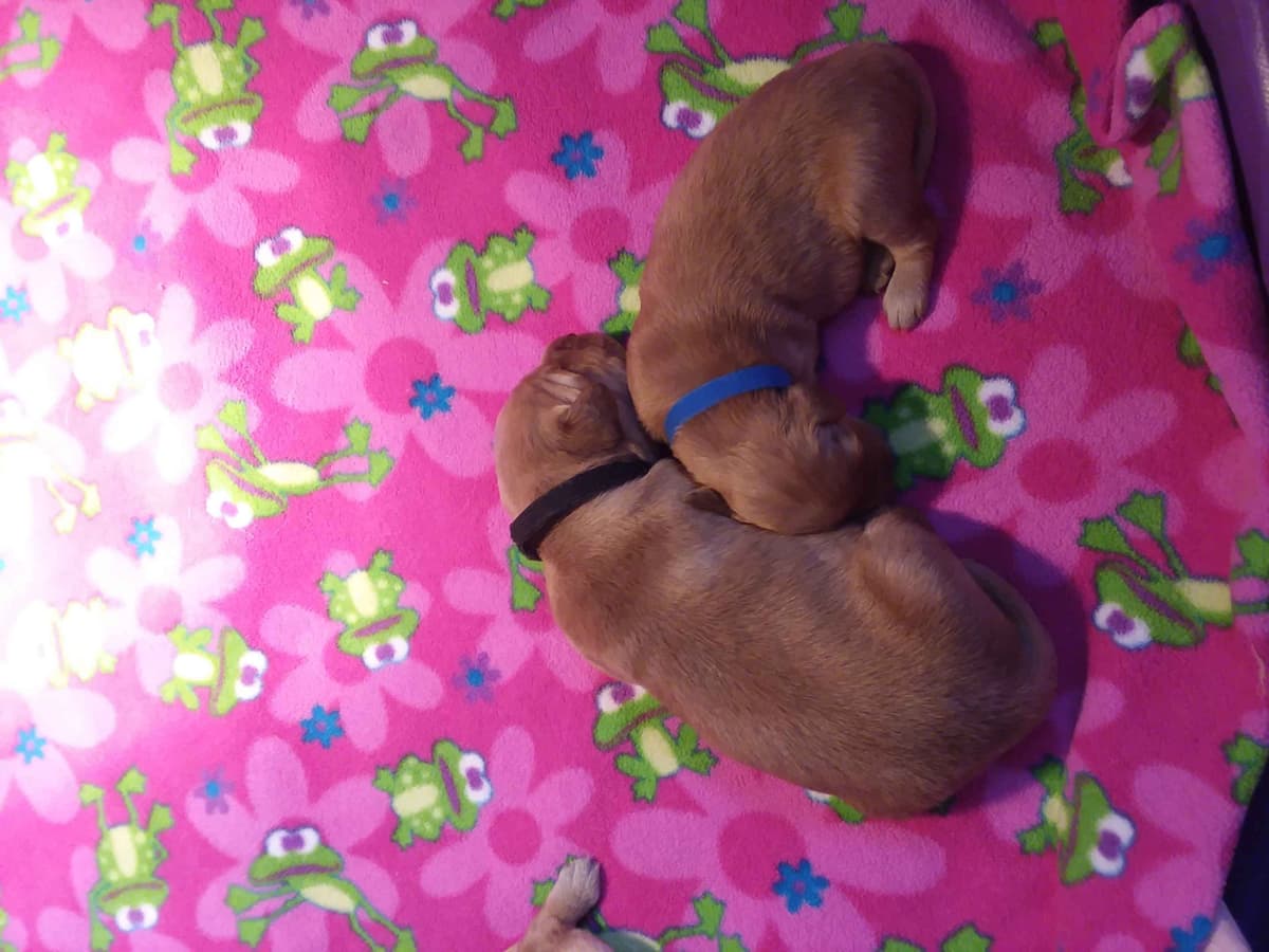 Male Golden Retriever Puppy breeder image 16