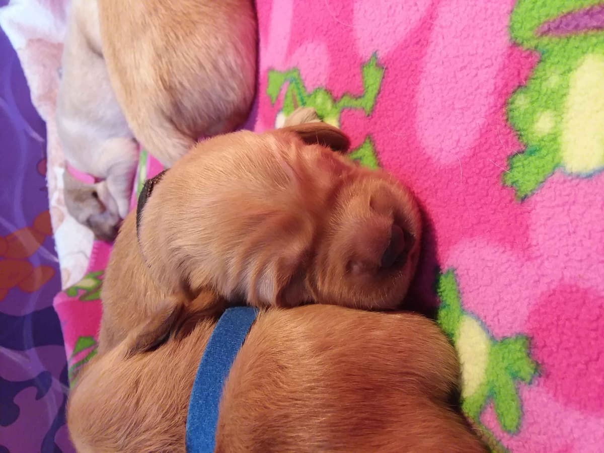 Male Golden Retriever Puppy breeder image 17