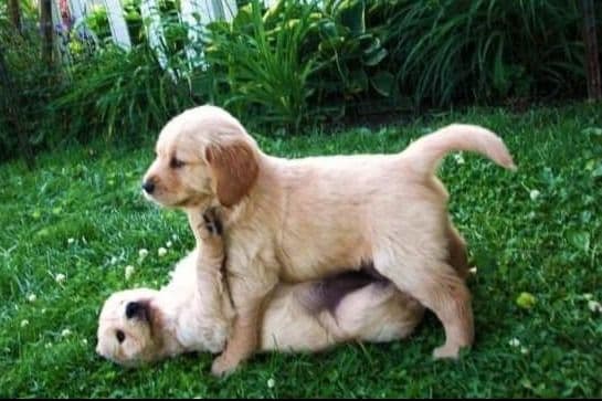 Male Golden Retriever Puppy breeder image 18