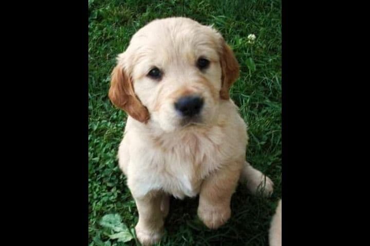 Male Golden Retriever Puppy breeder image 19