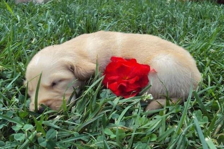 Male Golden Retriever Puppy breeder image 21
