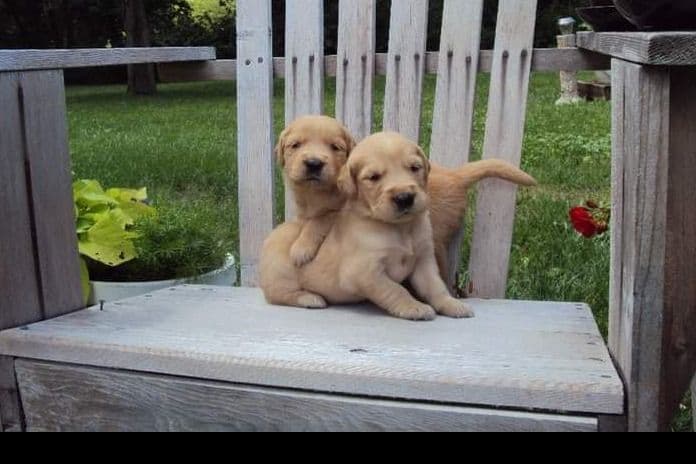 Male Golden Retriever Puppy breeder image 22