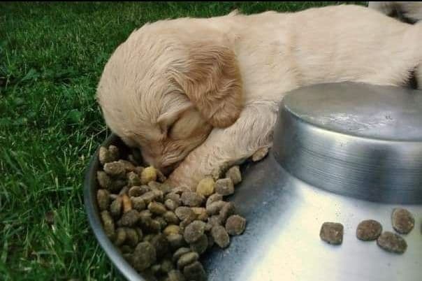 Male Golden Retriever Puppy breeder image 23