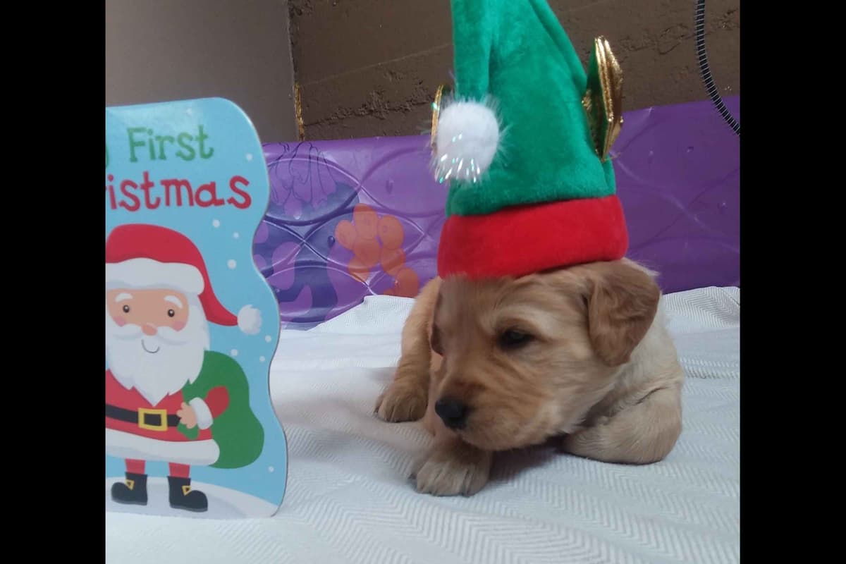 Male Golden Retriever Puppy breeder image 1
