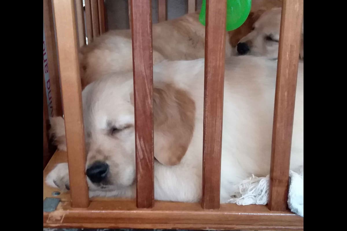 Male Golden Retriever Puppy breeder image 24