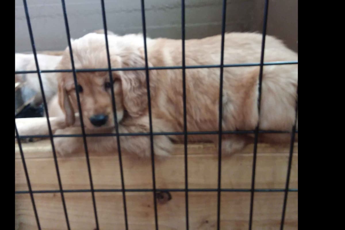 Male Golden Retriever Puppy breeder image 25