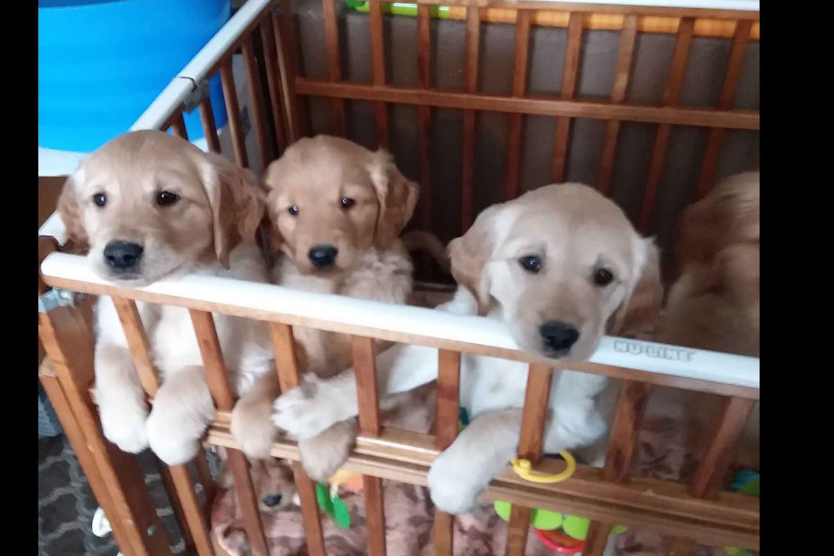 Male Golden Retriever Puppy breeder image 5