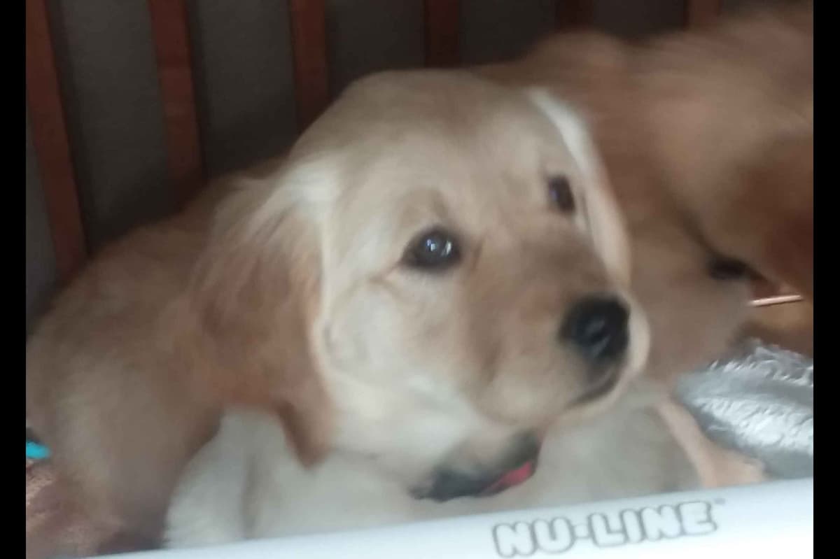 Male Golden Retriever Puppy breeder image 7