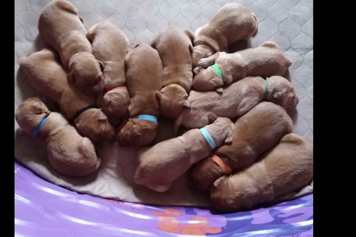 Male Golden Retriever Puppy breeder image 3