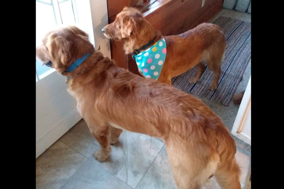 Male Golden Retriever Puppy breeder image 28