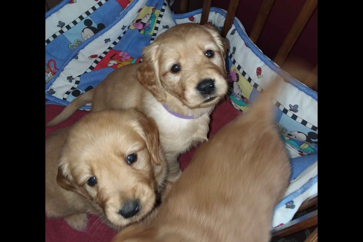 Male Golden Retriever Puppy breeder image 4