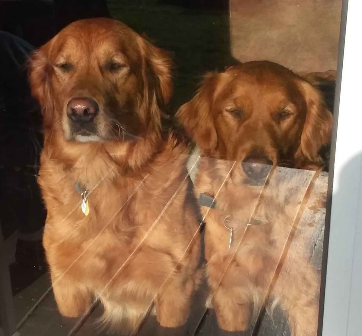 Male Golden Retriever Puppy breeder image 26