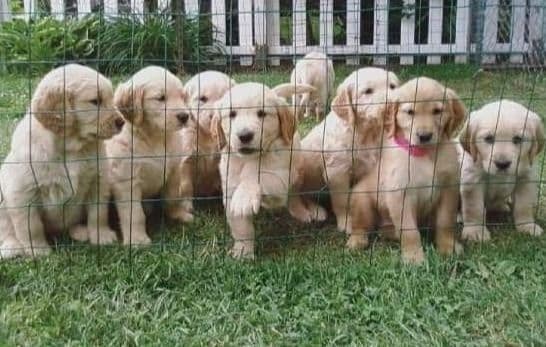 Male Golden Retriever Puppy breeder image 27