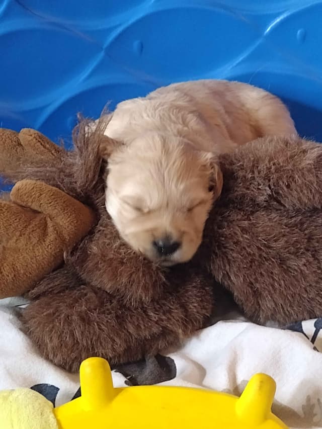 Male Golden Retriever Puppy media 2