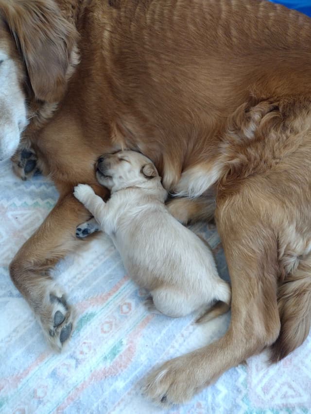 Male Golden Retriever Puppy media 3