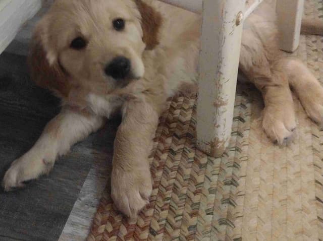 Male Golden Retriever Puppy media 4