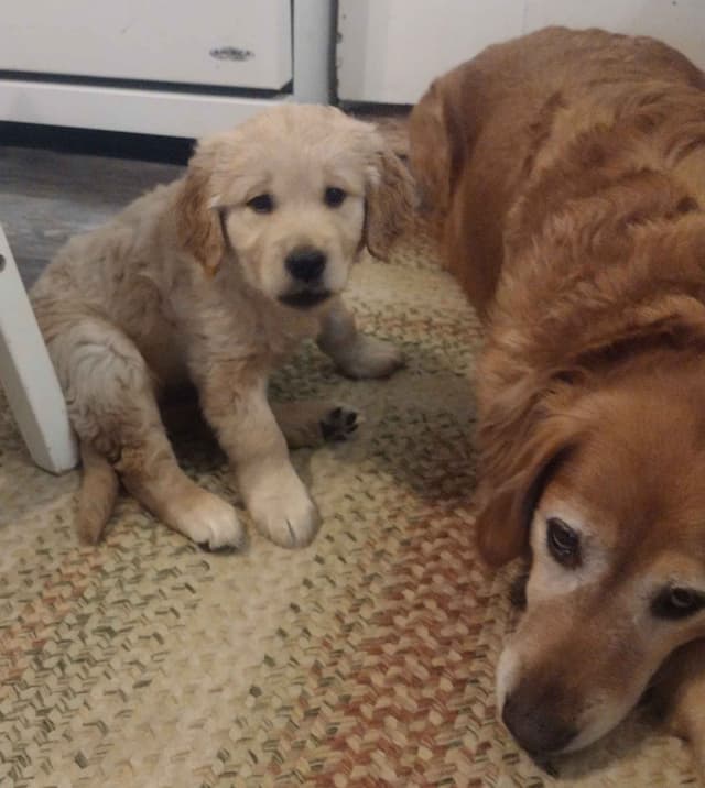 Male Golden Retriever Puppy media 5